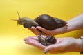 Giant Achatina snail Royalty Free Stock Photo