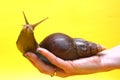 Giant Achatina snail Royalty Free Stock Photo