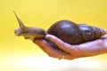 Giant Achatina snail Royalty Free Stock Photo
