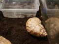 A giant Achatina snail on the brown ground in a terrarium near a container of water.