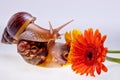 Giant Achatina snail, flower and ampules on white background. Medicine and cosmetology concept Royalty Free Stock Photo