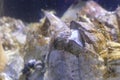 Giant acorn barnacles with feeding filaments