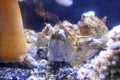 Giant acorn barnacles with feeding filaments