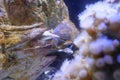 Giant acorn barnacles with feeding filaments