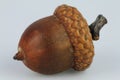 Giant acorn