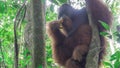 Giant adult orangutan sitting in a tree Royalty Free Stock Photo