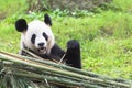 Giant Panda, China Royalty Free Stock Photo