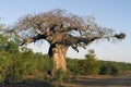 Giant african baobab with vulture nest