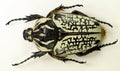 Giant african beetle Goliathus orientalis female from Congo. Cetoniidae. Royalty Free Stock Photo