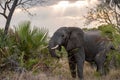 Giant African bush elephant (Loxodonta africana) in a tropical land at sunset Royalty Free Stock Photo