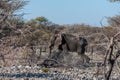 Closeup of an African Elephant Passing By Royalty Free Stock Photo