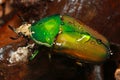 Giant African flower beetle