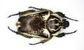 Giant african flower beetle Goliathus goliathus female. Isolated. Cetoniidae. Coleoptera Royalty Free Stock Photo