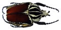 Giant african flower beetle Goliathus goliathus. Isolated on white. Cetoniidae. Coleoptera Royalty Free Stock Photo