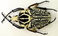 Giant african flower beetle Goliathus orientalis isolated. Collection beetles.