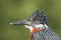 Giant african kingfisher