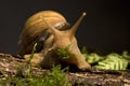 Giant african land snail Royalty Free Stock Photo