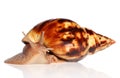 Giant African land snail Achatina crawling Royalty Free Stock Photo