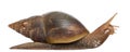 Giant African land snail, Achatina fulica, 5 Royalty Free Stock Photo