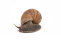 Giant African land snail Achatina fulica Royalty Free Stock Photo