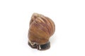 Giant African land snail Achatina fulica Royalty Free Stock Photo