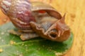 Giant African Land Snail - Achatina fulica large land snail in Achatinidae, similar to Achatina achatina and Archachatina Royalty Free Stock Photo