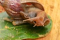 Giant African Land Snail - Achatina fulica large land snail in Achatinidae, similar to Achatina achatina and Archachatina Royalty Free Stock Photo