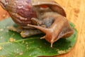 Giant African Land Snail - Achatina fulica large land snail in Achatinidae, similar to Achatina achatina and Archachatina Royalty Free Stock Photo