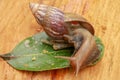 Giant African Land Snail - Achatina fulica large land snail in Achatinidae, similar to Achatina achatina and Archachatina Royalty Free Stock Photo