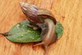 Giant African Land Snail - Achatina fulica large land snail in Achatinidae, similar to Achatina achatina and Archachatina Royalty Free Stock Photo