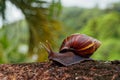 Giant African Land Snail - Achatina fulica large land snail in Achatinidae, similar to Achatina achatina and Archachatina