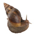 Giant African land snail, Achatina fulica, 5 months old Royalty Free Stock Photo