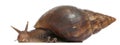 Giant African land snail, Achatina fulica, 5 months old Royalty Free Stock Photo