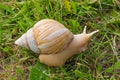 Giant African land snail Royalty Free Stock Photo