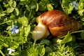 Giant african land snail is crawling in green grass. Macro image Royalty Free Stock Photo