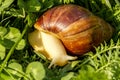 Giant african land snail is crawling in green grass. Macro image Royalty Free Stock Photo