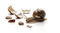 Giant african land snail emerging from broken eggshells on white background Royalty Free Stock Photo