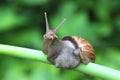 Giant African Land Snail Macro Royalty Free Stock Photo