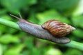 Giant African Land Snail Royalty Free Stock Photo