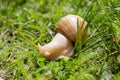 Giant African land snail Royalty Free Stock Photo