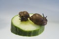 Giant African land snails Royalty Free Stock Photo