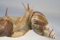 Giant African Land Snails Royalty Free Stock Photo