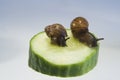 Giant African Land Snails Royalty Free Stock Photo