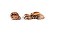 Giant African land snails Achatina fulica isolated on a white background Royalty Free Stock Photo