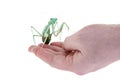 Giant african mantis, Sphodromantis viridis, on hand Royalty Free Stock Photo