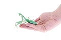 Giant african mantis, Sphodromantis viridis, on hand Royalty Free Stock Photo