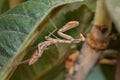 Giant African mantis, Sphodromantis Viridis, on a leaf Royalty Free Stock Photo