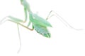 Giant african mantis, Sphodromantis viridis, on white