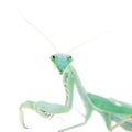 Giant african mantis, Sphodromantis viridis, on white