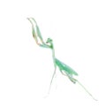 Giant african mantis, Sphodromantis viridis, on white